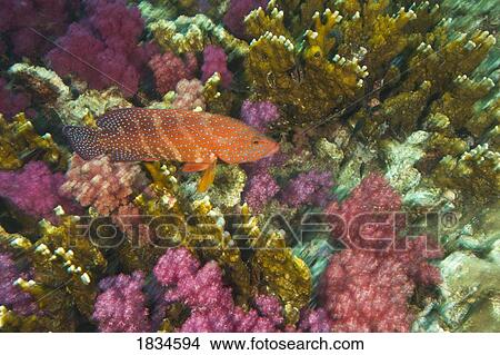 Coral Grouper View Large Photo Image Picture - Coral Grouper. Fotosearch