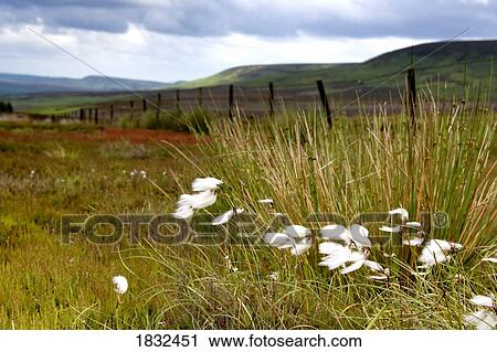 Cottongrass In The Wind View Large Photo Image Stock Image - Cottongrass In The Wind. Fotosearch