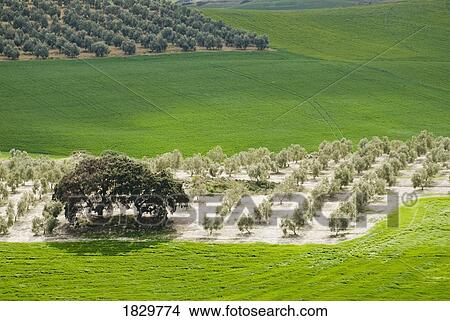 Countryside, Andalucia, Spain View Large Photo Image Picture - Countryside, Andalucia, Spain. Fotosearch