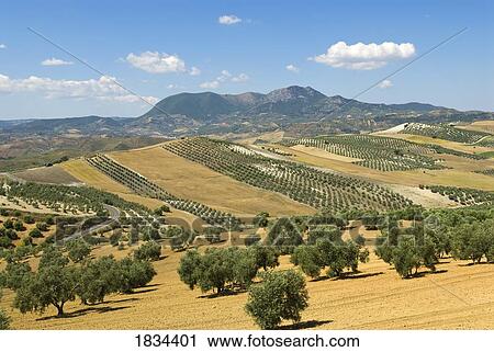 Stock Image - Countryside with the mountains of El Peñon, Seville, Andalucia, Spain . Fotosearch