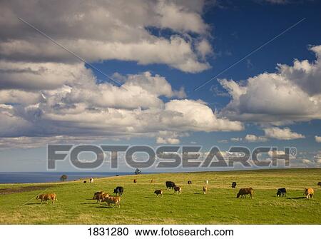 Stock Image - Cows grazing in a field, Yorkshire, England. Fotosearch