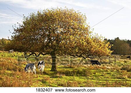 Cows grazing under a tree View Large Photo Image Stock Photo - Cows grazing under a tree. Fotosearch