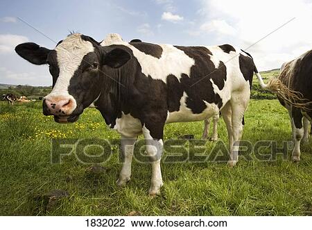 Stock Image - Cows In A Field. Fotosearch