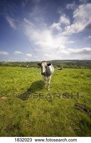 Stock Image - Cows In A Field. Fotosearch