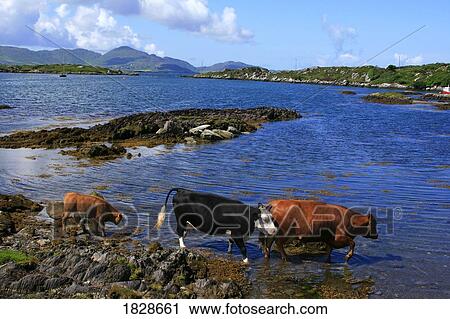 Cows in Sea, Near Eyeries, County Cork, Ireland View Large Photo Image Stock Image - Cows in Sea, Near Eyeries, County Cork, Ireland. Fotosearch