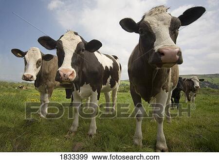 Stock Photo - Cows looking at camera. Fotosearch