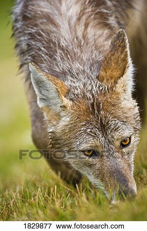 Coyote in grass View Large Photo Image Stock Photo - Coyote in grass. Fotosearch