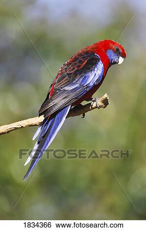Stock Photograph - Crimson rosella, Platycercus elegans, Australia. Fotosearch
