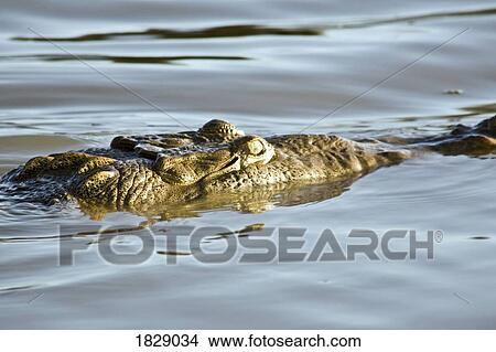 Crocodile in water View Large Photo Image Picture - Crocodile in water. Fotosearch