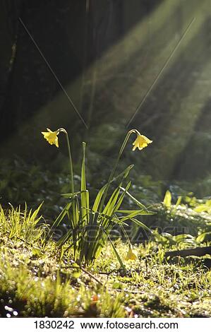 Stock Image - Daffodils in sunlight. Fotosearch