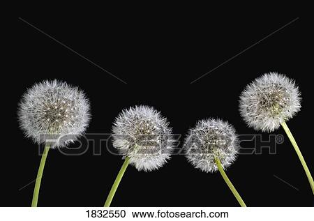 Stock Image - Dandelion Seeds. Fotosearch
