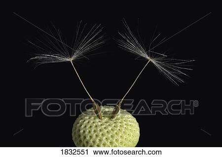 Stock Image - Dandelion Seeds. Fotosearch