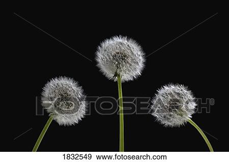Dandelion Seeds View Large Photo Image Stock Photo - Dandelion Seeds. Fotosearch