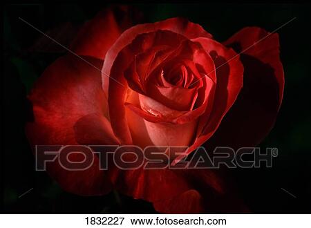Dark Red Rose View Large Photo Image Stock Photo - Dark Red Rose. Fotosearch