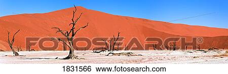 Dead Acacia trees, Dead Vlei, Namib Desert, Namibia, Africa View Large Photo Image Stock Photograph - Dead Acacia trees, Dead Vlei, Namib Desert, Namibia, Africa . Fotosearch