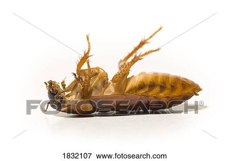 Dead Cockroach View Large Photo Image Stock Photo - Dead Cockroach. Fotosearch