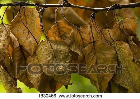 Stock Photograph - Dead leaves on a branch. Fotosearch