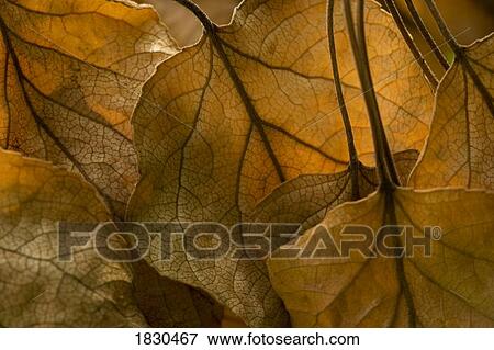 Dead leaves View Large Photo Image Stock Photo - Dead leaves. Fotosearch