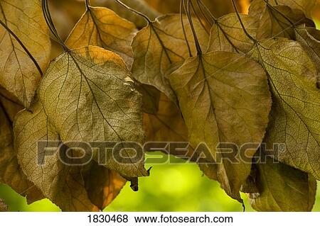 Dead leaves View Large Photo Image Stock Photo - Dead leaves. Fotosearch