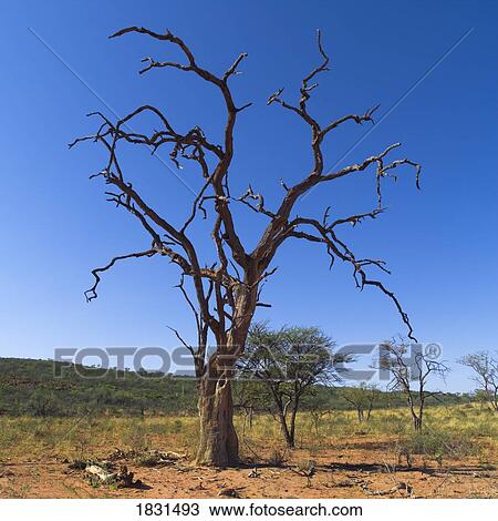 Stock Image - Dead tree, Namibia, Africa. Fotosearch
