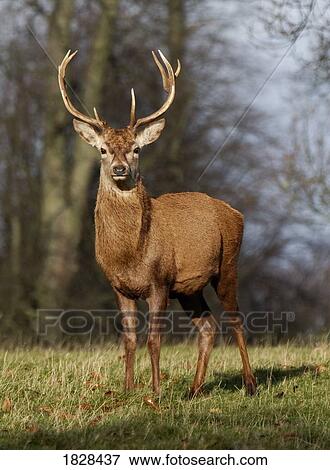 Deer in field View Large Photo Image Stock Photo - Deer in field. Fotosearch