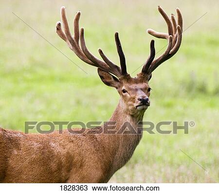 Deer with antlers, Harrogate, Yorkshire, England View Large Photo Image Stock Image - Deer with antlers, Harrogate, Yorkshire, England. Fotosearch