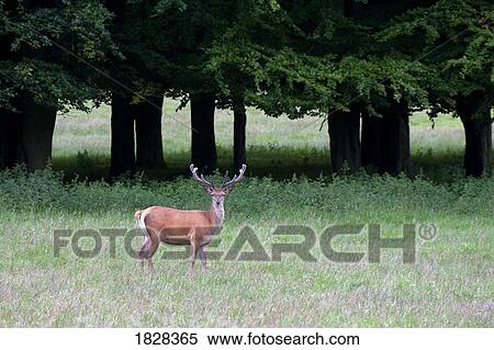 Stock Photography - Deer with antlers. Fotosearch