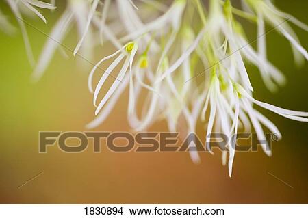 Delicate petals View Large Photo Image Picture - Delicate petals. Fotosearch