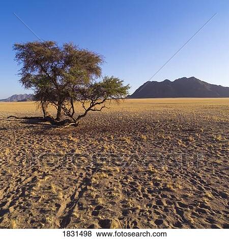 Stock Photo - Desert in Namibia, Africa. Fotosearch