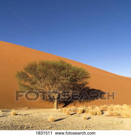 Stock Image - Desert, Namibia, Africa. Fotosearch
