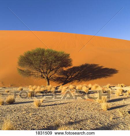 Stock Photo - Desert, Namibia, Africa. Fotosearch