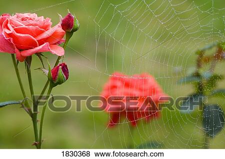 Dew on spiderweb and rose bush View Large Photo Image Stock Photo - Dew on spiderweb and rose bush. Fotosearch