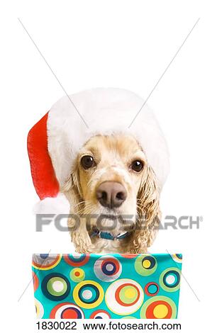 Stock Image - Dog wearing santa hat, holding present, studio shot. Fotosearch
