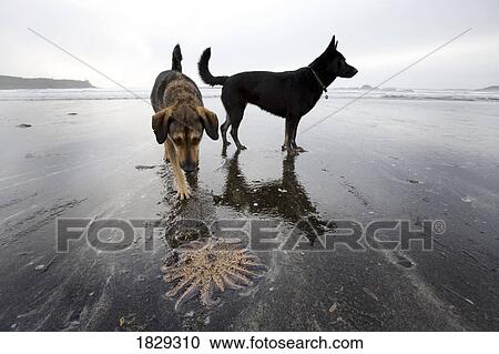 Dogs and starfish on beach View Large Photo Image Stock Image - Dogs and starfish on beach. Fotosearch