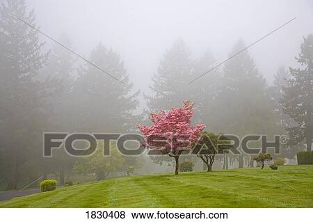 Dogwood trees in the fog, Portland, Oregon, USA View Large Photo Image Stock Photo - Dogwood trees in the fog, Portland, Oregon, USA. Fotosearch