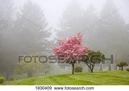 Stock Photo - Dogwood trees in the fog, Portland, Oregon, USA. Fotosearch
