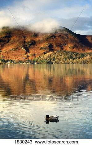 Stock Image - Duck on lake, Lake District, Cumbria, England. Fotosearch