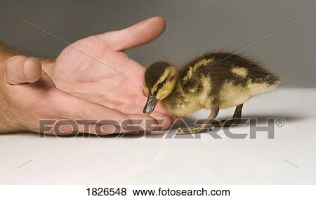 Stock Photo - Duckling approaching human hands. Fotosearch
