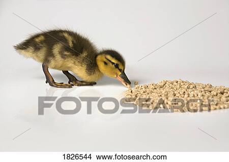 Duckling eating View Large Photo Image Picture - Duckling eating. Fotosearch
