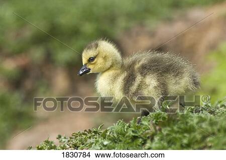 Duckling View Large Photo Image Picture - Duckling. Fotosearch