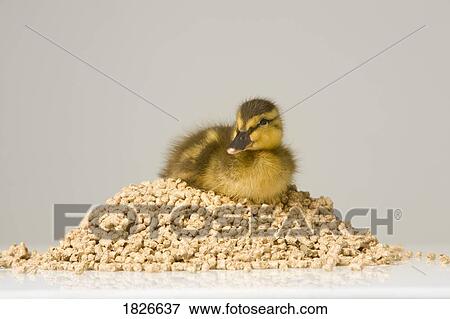 Stock Photo - Duckling sitting on a pile of food pellets. Fotosearch