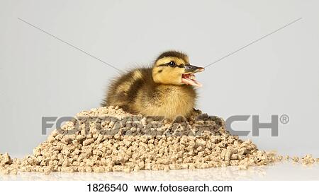 Duckling sitting on feed View Large Photo Image Stock Image - Duckling sitting on feed. Fotosearch