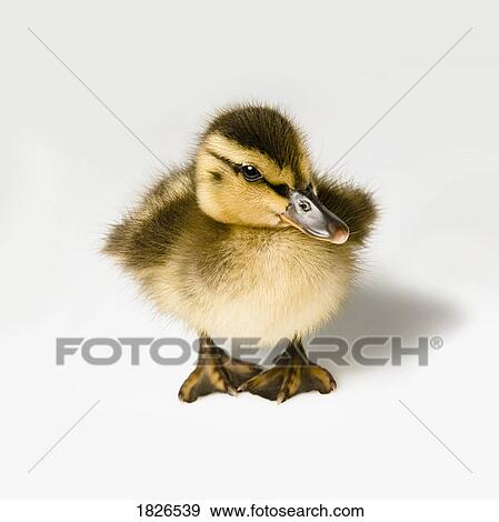 Stock Photo - Duckling. Fotosearch