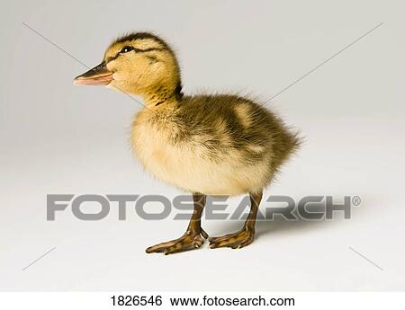 Duckling View Large Photo Image Stock Photograph - Duckling. Fotosearch
