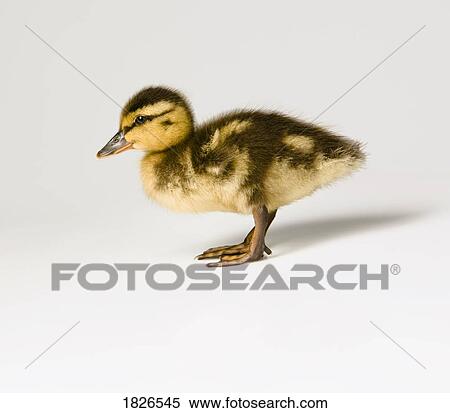 Duckling View Large Photo Image Stock Photography - Duckling. Fotosearch