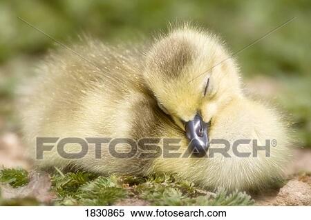 Duckling View Large Photo Image Stock Photography - Duckling. Fotosearch