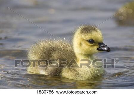 Duckling swimming View Large Photo Image Stock Photograph - Duckling swimming. Fotosearch