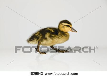 Stock Image - Duckling walking. Fotosearch