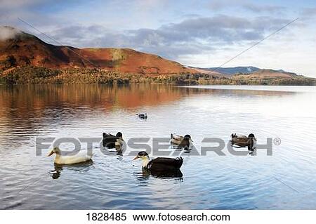 Stock Photography - Ducks in lake, Cumbria, England. Fotosearch