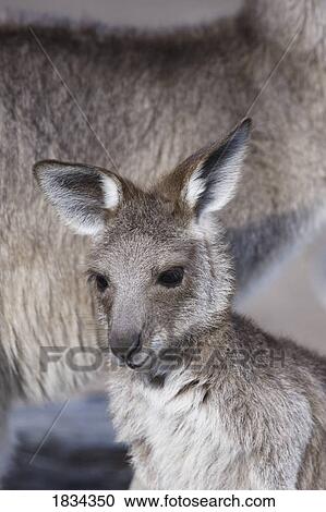 Eastern Grey Kangaroo, Macropus cinereus, Australia View Large Photo Image Stock Image - Eastern Grey Kangaroo, Macropus cinereus, Australia. Fotosearch